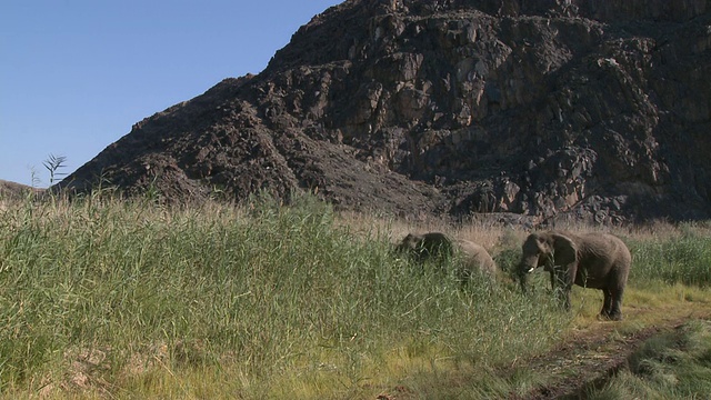 沙漠象(Loxodonta africana)幼象在吃草，纳米比亚乌加布河流域:居住在沙漠中的非洲丛林象种群，虽然不是独特的亚种视频素材