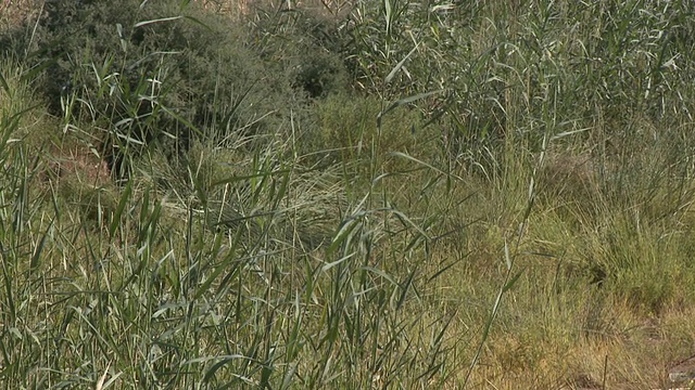 沙漠象(Loxodonta africana)，乌加布河流域，纳米比亚:居住在沙漠中的非洲丛林象，虽然不是独特的亚种视频素材