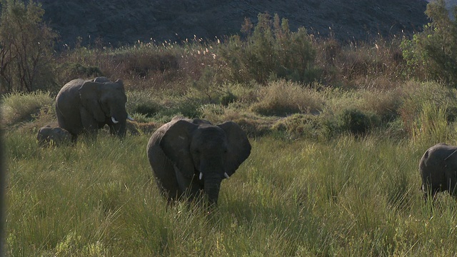 栖息在纳米比亚乌加布河流域的沙漠象(Loxodonta africana):居住在沙漠中的非洲丛林象，虽然不是独特的亚种视频素材