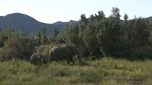 纳米比亚乌加布河流域的沙漠象(Loxodonta africana)和两只小象:居住在沙漠中的非洲丛林象，虽然不是不同的亚种视频素材