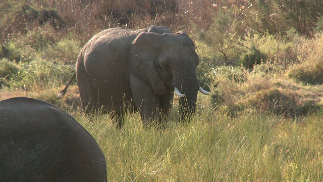 沙漠象(Loxodonta africana)拍打耳朵，乌加布河流域，纳米比亚:居住在沙漠中的非洲丛林象，虽然不是独特的亚种视频素材