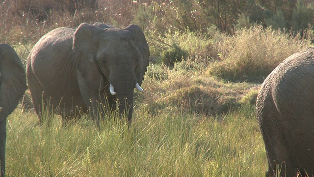 沙漠象(Loxodonta africana)，乌加布河流域，纳米比亚:居住在沙漠中的非洲丛林象，虽然不是独特的亚种视频素材