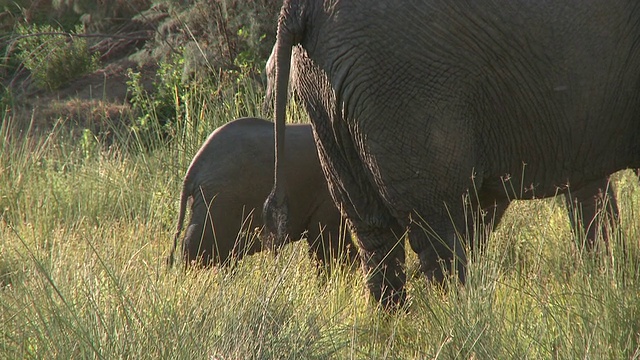 沙漠象(Loxodonta africana)的幼象和成年尾巴，乌加布河流域，纳米比亚:居住在沙漠中的非洲丛林象的种群，虽然不是不同的亚种视频素材