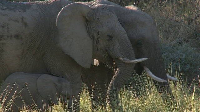 沙漠象(Loxodonta africana)幼象和两个成年，乌加布河流域，纳米比亚:居住在沙漠中的非洲丛林象，虽然不是不同的亚种视频素材