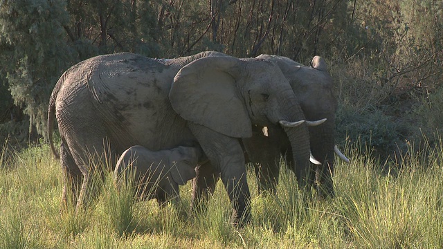 沙漠象(Loxodonta africana)幼象和两个成年，乌加布河流域，纳米比亚:居住在沙漠中的非洲丛林象，虽然不是不同的亚种视频素材