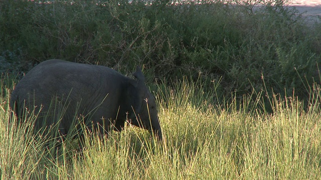 沙漠象(Loxodonta africana)幼象，成年象，Ugab河流域，纳米比亚:居住沙漠的非洲丛林象种群，虽然不是不同的亚种视频素材