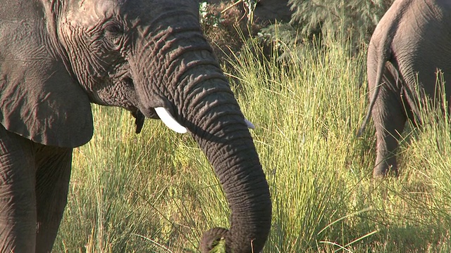 沙漠象(Loxodonta africana)以草为食，乌加布河流域，纳米比亚:居住在沙漠中的非洲丛林象种群，虽然不是独特的亚种视频下载