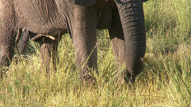 沙漠象(Loxodonta africana)以草为食，乌加布河流域，纳米比亚:居住在沙漠中的非洲丛林象种群，虽然不是独特的亚种视频下载