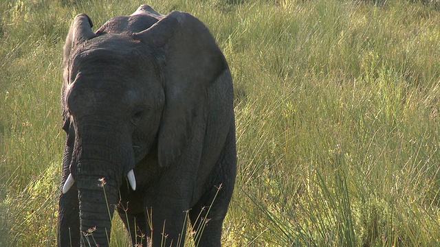 沙漠象(Loxodonta africana)幼象，乌加布河流域，纳米比亚:居住在沙漠中的非洲丛林象种群，虽然不是不同的亚种视频素材