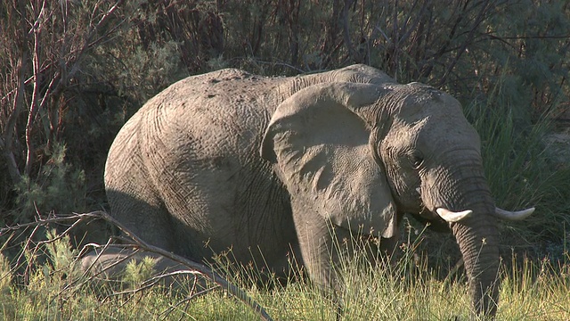 沙漠象(Loxodonta africana)以草为食，乌加布河流域，纳米比亚:居住在沙漠中的非洲丛林象种群，虽然不是独特的亚种视频下载