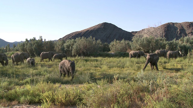 栖息在纳米比亚乌加布河流域的沙漠象(Loxodonta africana):居住在沙漠中的非洲丛林象，虽然不是独特的亚种视频素材