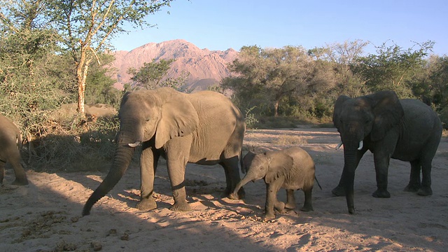 沙漠象(Loxodonta africana)，成年和幼仔，乌加布河流域，纳米比亚:居住在沙漠中的非洲丛林象，虽然不是不同的亚种视频素材