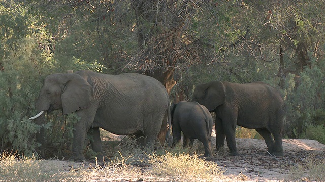 纳米比亚乌加布河流域树下的沙漠象(Loxodonta africana):居住在沙漠中的非洲丛林象，虽然不是独特的亚种视频素材