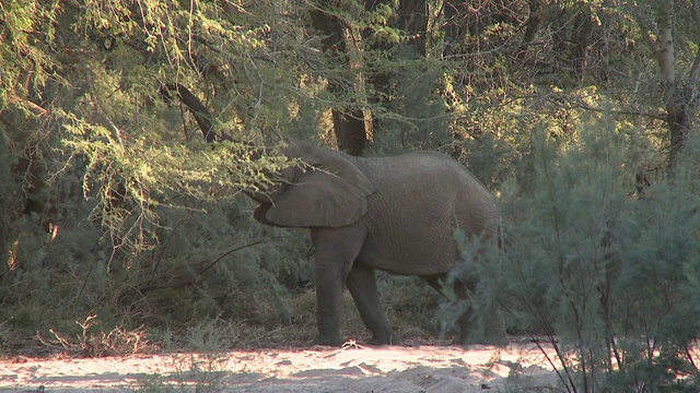 沙漠象(Loxodonta africana)以树为食，Ugab河流域，纳米比亚:居住在沙漠中的非洲丛林象种群，虽然不是不同的亚种视频下载