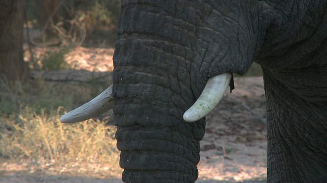 沙漠象(Loxodonta africana)小象牙，乌加布河流域，纳米比亚:生活在沙漠中的非洲丛林象，虽然不是独特的亚种视频素材