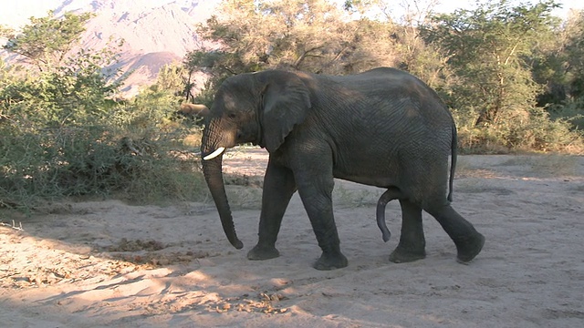 沙漠象(Loxodonta africana)雄性，Ugab河流域，纳米比亚:居住在沙漠中的非洲丛林象种群，虽然不是不同的亚种视频素材