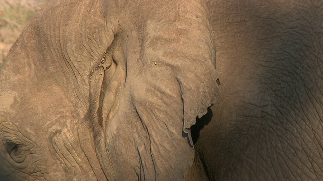 沙漠象(Loxodonta africana)靠近耳朵，乌加布河流域，纳米比亚:居住在沙漠的非洲丛林象种群，虽然不是不同的亚种视频素材