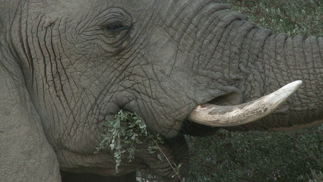 沙漠象(Loxodonta africana)饲养，乌加布河流域，纳米比亚:居住沙漠的非洲丛林象种群，虽然不是不同的亚种视频素材