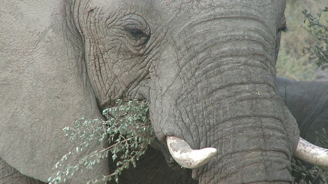 沙漠象(Loxodonta africana)饲养，乌加布河流域，纳米比亚:居住沙漠的非洲丛林象种群，虽然不是不同的亚种视频素材