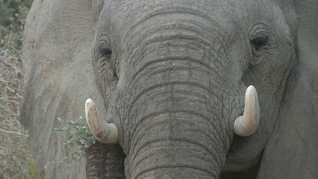 沙漠象(Loxodonta africana)头，cu, Ugab河流域，纳米比亚:居住沙漠的非洲丛林象种群，虽然不是不同的亚种视频素材