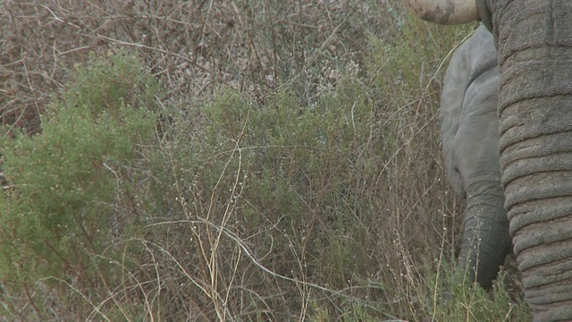 沙漠象(Loxodonta africana)幼象，乌加布河流域，纳米比亚:居住在沙漠中的非洲丛林象种群，虽然不是不同的亚种视频素材