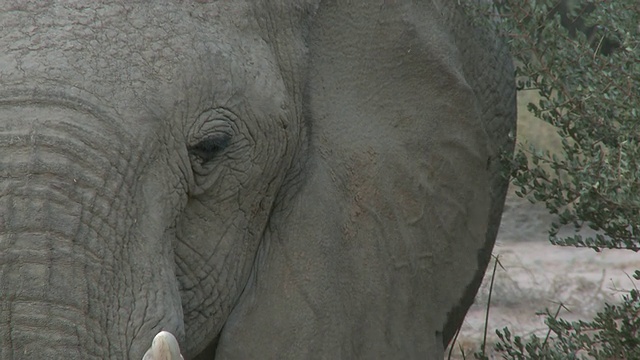 沙漠象(Loxodonta africana)头，cu, Ugab河流域，纳米比亚:居住沙漠的非洲丛林象种群，虽然不是不同的亚种视频素材