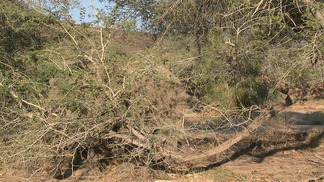 沙漠象(Loxodonta africana)隐藏在分支，乌加布河流域，纳米比亚:居住在沙漠的非洲丛林象种群，虽然不是独特的亚种视频下载