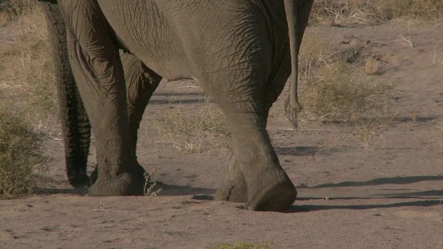 沙漠象(Loxodonta africana)行走，乌加布河流域，纳米比亚:居住在沙漠中的非洲丛林象，虽然不是独特的亚种视频下载