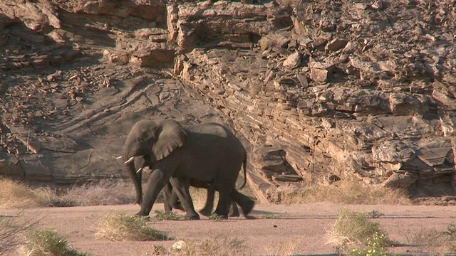 生活在纳米比亚乌加布河流域的沙漠象(Loxodonta africana):生活在沙漠中的非洲丛林象，虽然不是独特的亚种视频素材