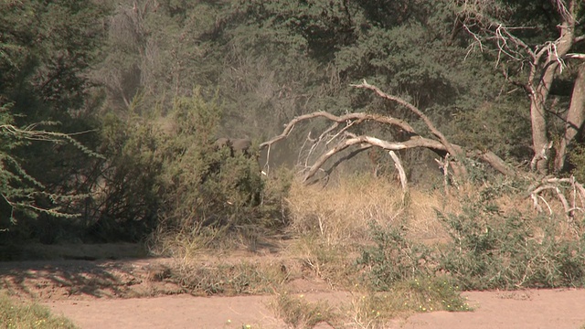 沙漠象(Loxodonta africana)出现在纳米比亚乌加布河流域的灌木丛中:居住在沙漠中的非洲丛林象，虽然不是独特的亚种视频下载