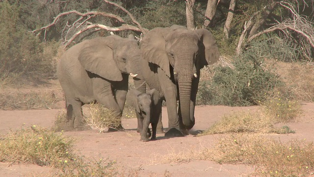 沙漠象(Loxodonta africana)群，成年推幼象，Ugab河流域，纳米比亚:居住在沙漠的非洲丛林象种群，虽然不是不同的亚种视频素材