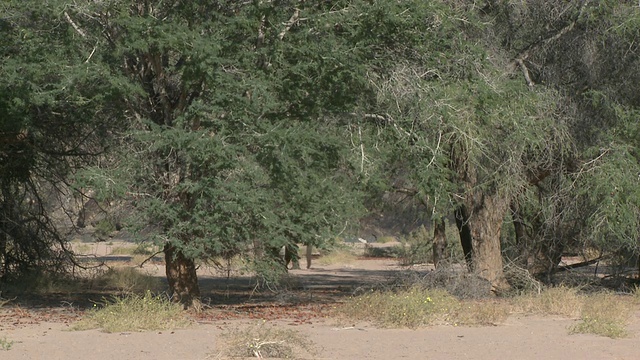 沙漠象(Loxodonta africana)，在森林中孤独的大象，Ugab河流域，纳米比亚:居住沙漠的非洲丛林象种群，虽然不是不同的亚种视频素材