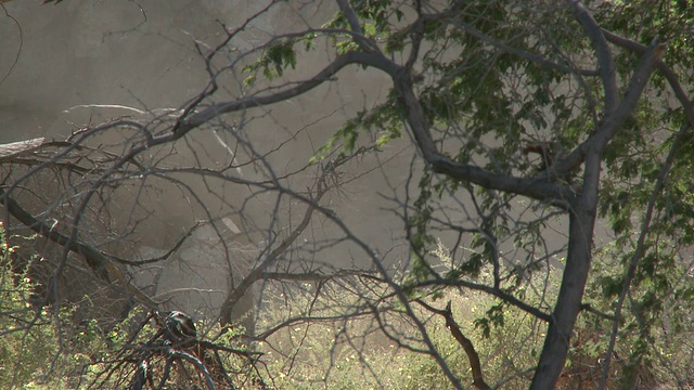 沙漠象(Loxodonta africana)隐蔽在纳米比亚乌加布河流域的灌木丛后排成一行，这是居住在沙漠中的非洲丛林象种群，虽然不是独特的亚种视频下载