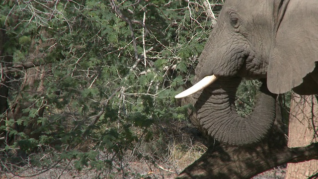 沙漠象(Loxodonta africana)以水果为食，乌加布河流域，纳米比亚:居住在沙漠中的非洲丛林象种群，虽然不是独特的亚种视频下载