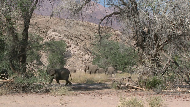 行走在纳米比亚乌加布河流域栖息地的沙漠象(Loxodonta africana):居住在沙漠中的非洲丛林象，虽然不是独特的亚种视频素材