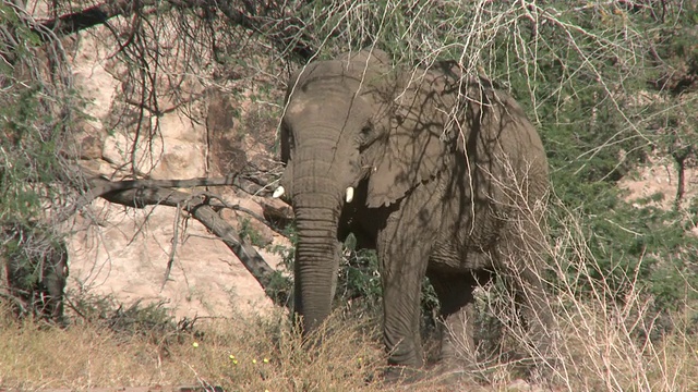 沙漠象(Loxodonta africana)，乌加布河流域，纳米比亚:居住在沙漠中的非洲丛林象，虽然不是独特的亚种视频下载