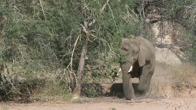 沙漠象(Loxodonta africana)有目的地行走，纳米比亚乌加布河流域:居住在沙漠中的非洲丛林象，虽然不是独特的亚种视频下载