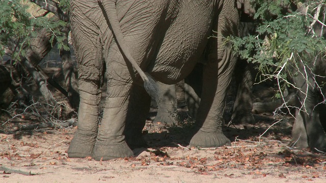 沙漠象(Loxodonta africana)摇摆的尾巴，乌加布河流域，纳米比亚:居住在沙漠中的非洲丛林象种群，虽然不是独特的亚种视频素材