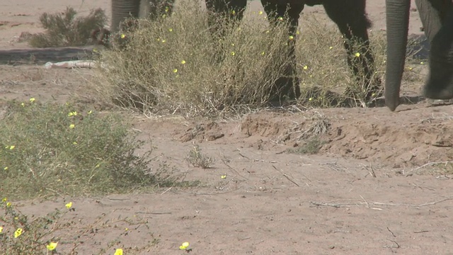 行走在纳米比亚乌加布河流域的沙漠象(Loxodonta africana):居住在沙漠中的非洲丛林象，虽然不是独特的亚种视频素材