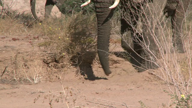 行走在纳米比亚乌加布河流域的沙漠象(Loxodonta africana):居住在沙漠中的非洲丛林象，虽然不是独特的亚种视频下载