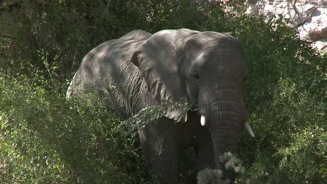 沙漠象(Loxodonta africana)饲养，乌加布河流域，纳米比亚:居住沙漠的非洲丛林象种群，虽然不是不同的亚种视频下载