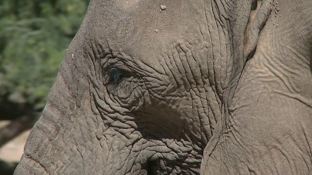 沙漠象(Loxodonta africana)皮肤，乌加布河流域，纳米比亚:居住在沙漠中的非洲丛林象，虽然不是独特的亚种视频素材