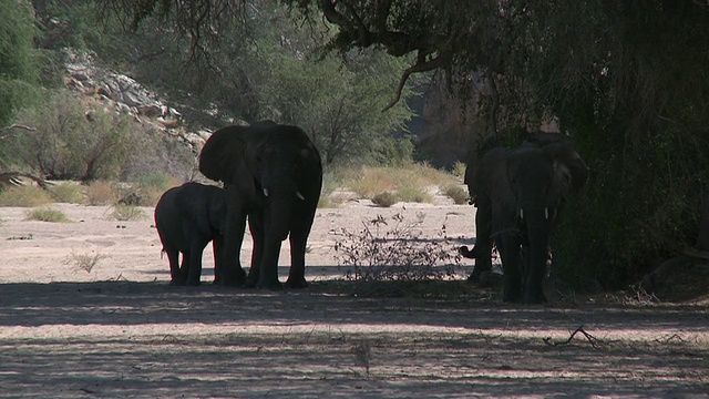 沙漠象(Loxodonta africana)在树荫下的轮廓，乌加布河流域，纳米比亚:居住在沙漠中的非洲丛林象种群，虽然不是独特的亚种视频下载