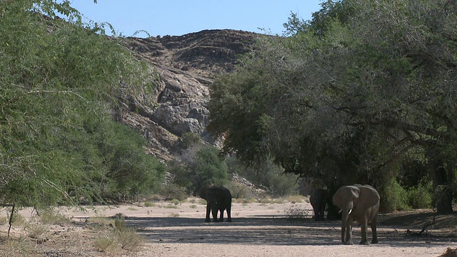 沙漠象(Loxodonta africana)树荫下，乌加布河流域，纳米比亚:居住在沙漠中的非洲丛林象种群，虽然不是独特的亚种视频下载