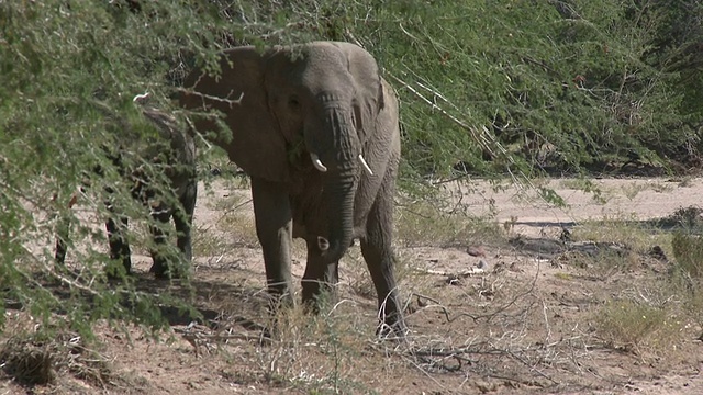 沙漠象(Loxodonta africana)饲养，乌加布河流域，纳米比亚:居住沙漠的非洲丛林象种群，虽然不是不同的亚种视频素材