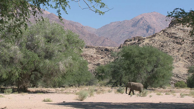 沙漠象(Loxodonta africana)栖息地，Ugab河流域，纳米比亚:居住沙漠的非洲丛林象种群，虽然不是不同的亚种视频素材