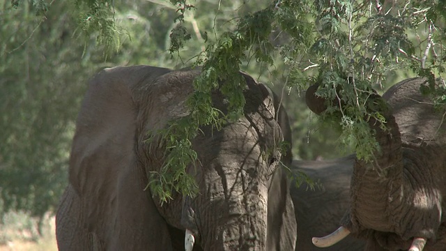 沙漠象(Loxodonta africana)喂养，乌加布河流域，纳米比亚:居住沙漠的非洲丛林象种群，虽然不是不同的亚种视频下载