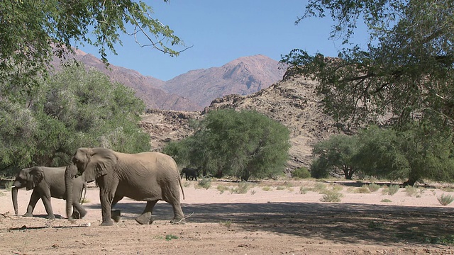 栖息在纳米比亚乌加布河流域的沙漠象(Loxodonta africana):居住在沙漠中的非洲丛林象，虽然不是独特的亚种视频素材