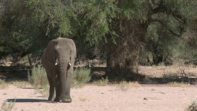 沙漠象(Loxodonta africana)走向相机，乌加布河流域，纳米比亚:居住在沙漠中的非洲丛林象，虽然不是独特的亚种视频素材