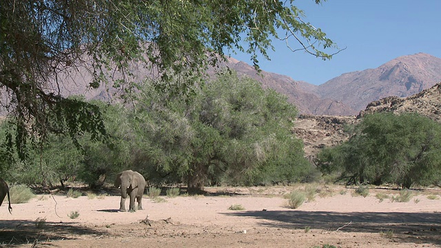 行走在纳米比亚乌加布河流域栖息地的沙漠象(Loxodonta africana):居住在沙漠中的非洲丛林象，虽然不是独特的亚种视频素材